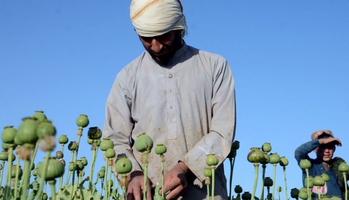 Seorang petani bekerja di perkebunan opium di sebuah ladang di Kandahar pada 3 April 2022. (Foto oleh JAVED TANVEER/AFP via Getty Images)
