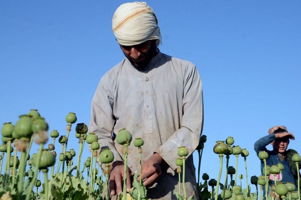 Seorang petani bekerja di perkebunan opium di sebuah ladang di Kandahar pada 3 April 2022. (Foto oleh JAVED TANVEER/AFP via Getty Images)