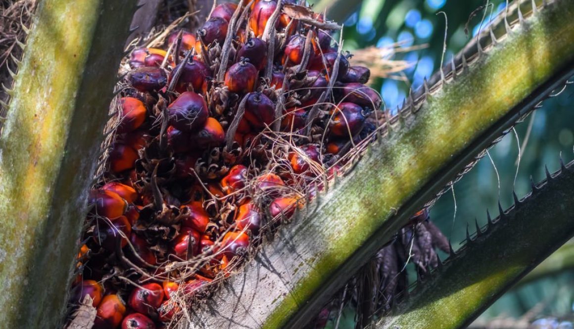 Malaysian Palm oil fruit ripen on the tree